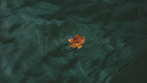 Leaf, Water, Waves Wallpapers Free Download