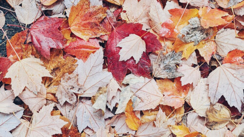 Leaves, Autumn, Drops Wallpapers Free Download