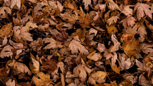 Leaves, Autumn, Dry Wallpapers Free Download