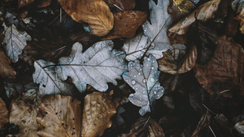 Leaves, Autumn, Foliage Wallpapers Free Download