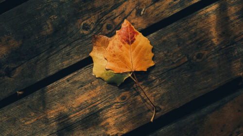 Leaves, Autumn, Wooden Wallpapers Free Download