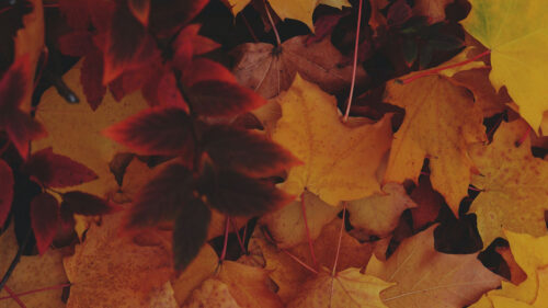 Leaves, Autumn, Yellow, Wallpapers Free Download