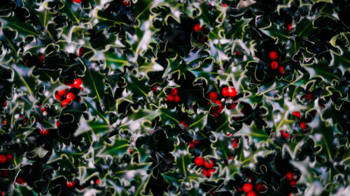 Leaves ,Berries ,Plant Wallpapers Free Download