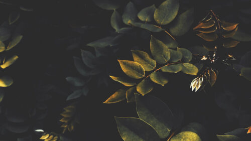 Leaves, Branches, Bushes Wallpapers Free Download