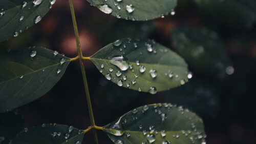 Leaves, Drops, Macro Wallpapers Free Download