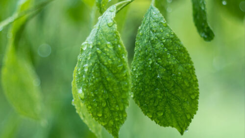 Leaves, Frost, Drops, Wallpapers Free Download (3)