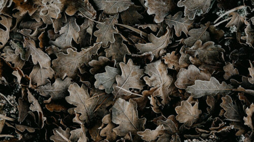 Leaves, Frost, Drops, Wallpapers Free Download (5)