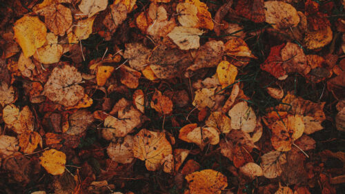 Leaves, Grass, Autumn Wallpapers Free Download