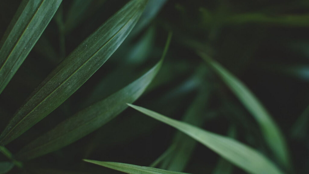 Next