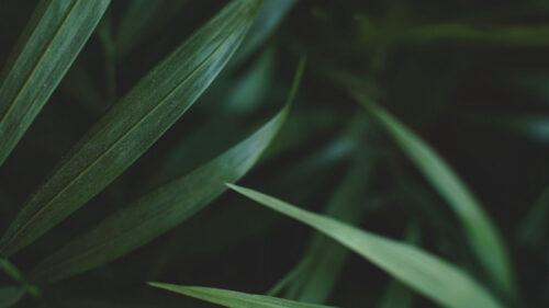 Leaves, Macro, Plant Wallpapers Free Download