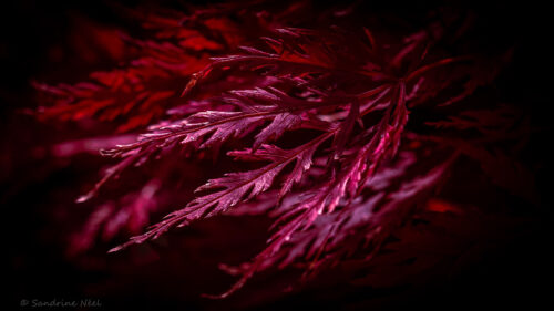 Leaves, Macro, Red Wallpapers Free Download