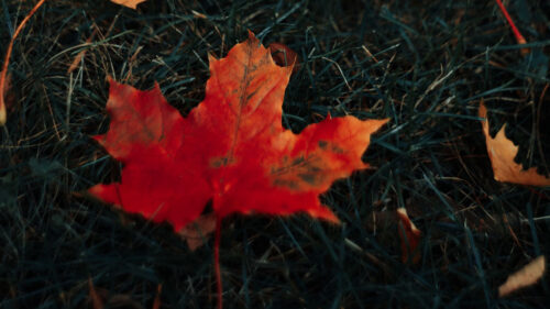 Leaves, Maple, Grass Wallpapers Free Download