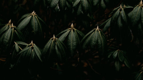 Leaves, Plant, Green Wallpapers Free Download