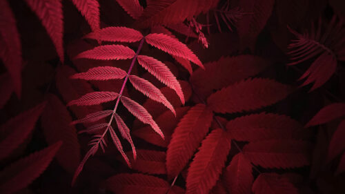 Leaves Plant Red Wallpapers Free Download (2)