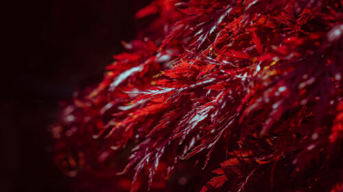 Leaves Plant Red Wallpapers Free Download (3)