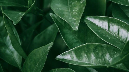 Leaves, Spots, Macro Wallpapers Free Download