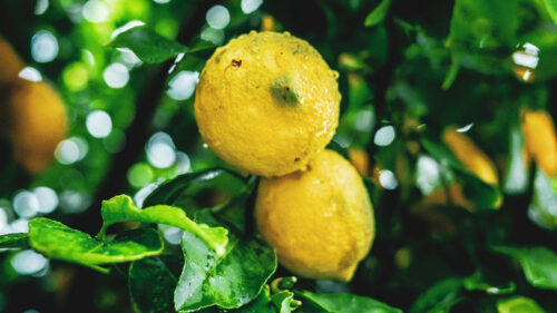 Lemons, Fruit, Branches Wallpapers Free Download