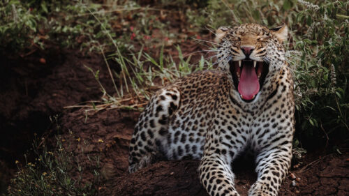 Leopard, Yawn, Big, Cat Wallpapers Free Download