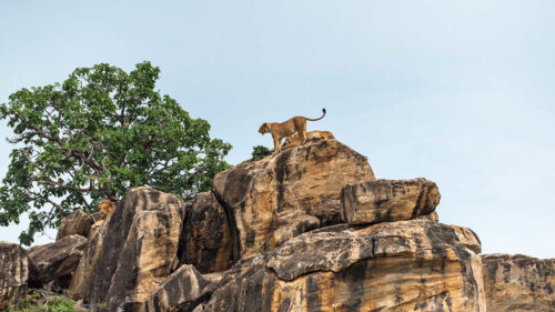 Lion ,Cub, Big, Cat, Rocks, Wallpapers Free Download