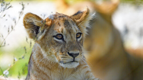 Lion, Cub, Predator Cub Wallpapers Free Download