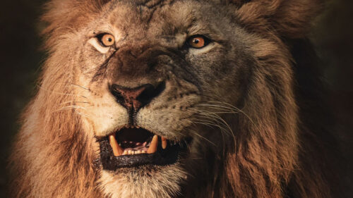 Lion, Grin, Aggression Wallpapers Free Download