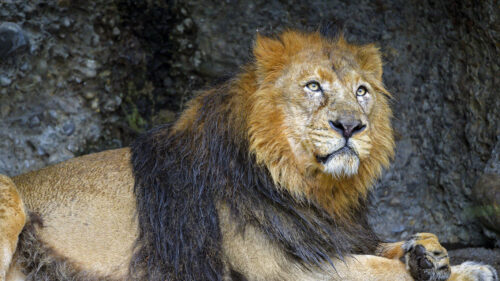 Lion, Predator, Animal Wallpapers Free Download