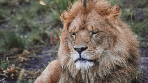 Lion, Predator, Big, Cat Wallpapers Free Download (2)