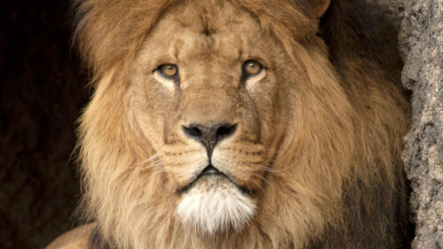 Lion Predator, Glance Wallpapers Free Download
