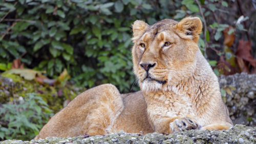 Lioness, Animal, Big, Cat Wallpapers Free Download