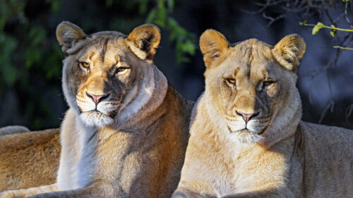 Lioness Big, Cat, Predator Wallpapers Free Download