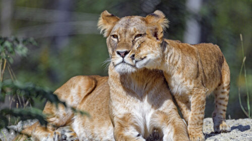 Lioness Cub, Family Wallpapers Free Download