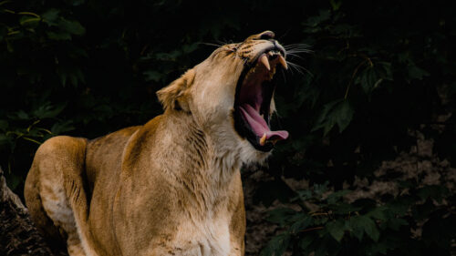 Lioness, Grin Fangs Wallpapers Free Download