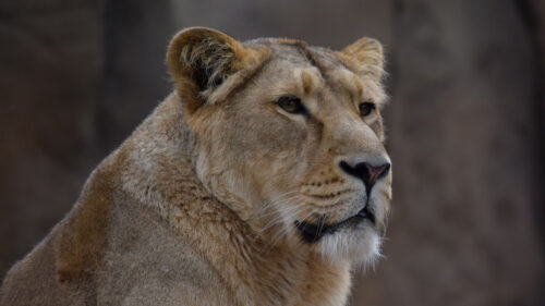 Lioness Predator, Big Cat Wallpapers Free Download