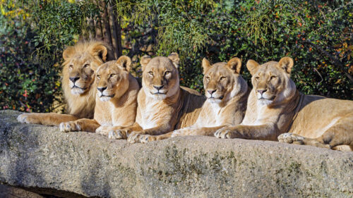 Lions, Predator Big, Cat Wallpapers Free Download
