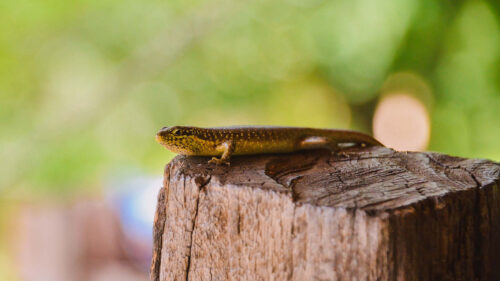 Lizard, Reptile, Brown Wallpapers Free Download