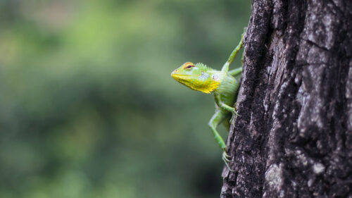 Lizard, Reptile, Green, Wallpapers Free Download (2)