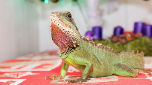 Lizard, Reptile, Green Wallpapers Free Download