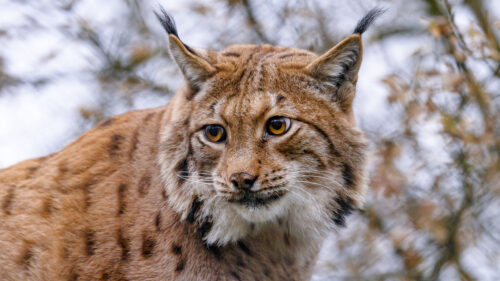 Lynx, Animal, Big, Cat, Wallpapers Free Download