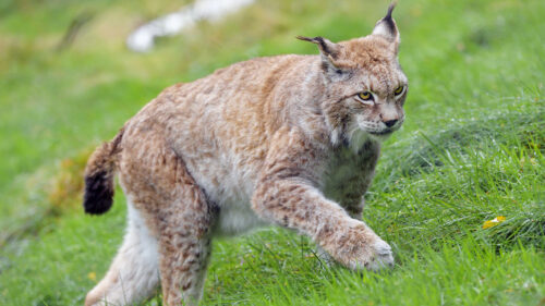 Lynx, Big, Cat, Animal Wallpapers Free Download
