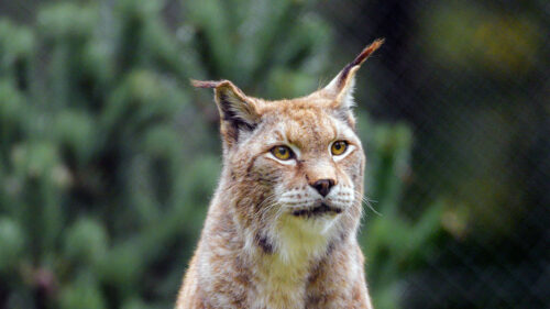 Lynx, Big, Cat, Predator Wallpapers Free Download