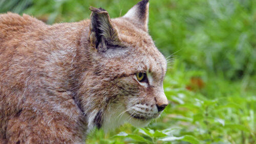 Lynx, Big, Cat, Wild Wallpapers Free Download