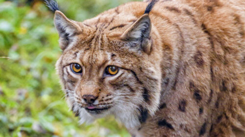 Lynx, Glance, Animal Wallpapers Free Download