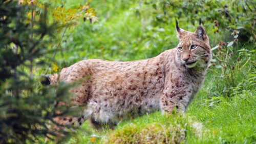 Lynx, Glance, Big, Cat Wallpapers Free Download