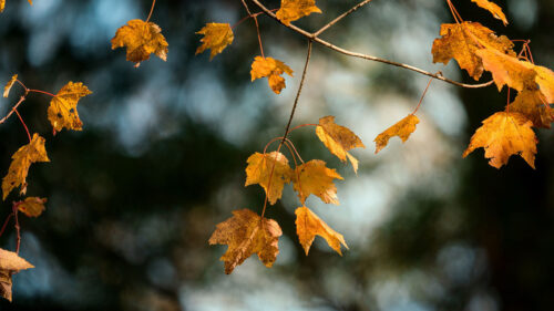 Maple, Branch, Leaves, Wallpapers Download For Mobile
