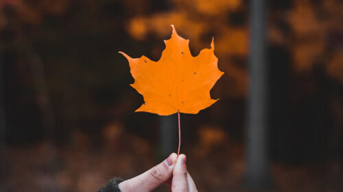 Maple, Leaf, Macro, Wallpapers Download For Mobile