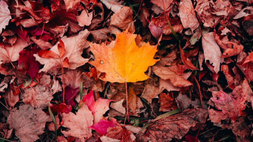 Maple, Leaves, Grass Wallpapers Download For Mobile