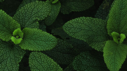 Mint, Leaves, Veins, Wallpapers Download For Mobile