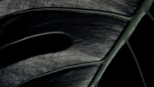 Monstera, Leaf, Macro, Wallpapers Download For Mobile