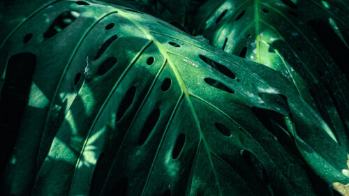 Monstera, Leaves, Green, Wallpapers Download For Mobile