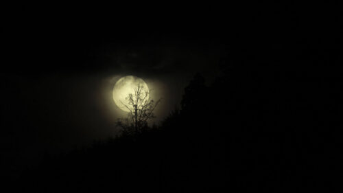 Moon Night, Branches Wallpapers Download For Mobile